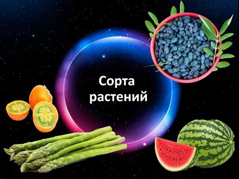 Сорта и селекционные достижения