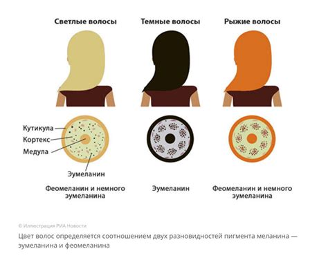 Состав волос