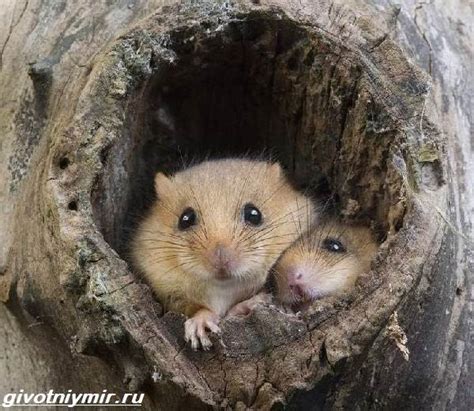 Сохранение орешниковой сони