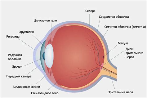 Социальные аспекты нюхания кошкой глаз человека
