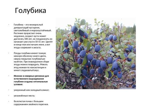 Специфика сорта