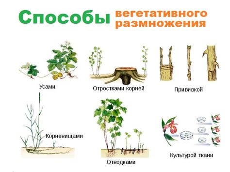 Способы борьбы с избыточным размножением