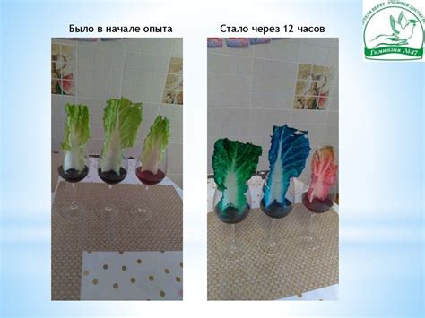 Способы предотвратить изменение цвета цветной капусты
