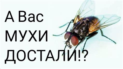 Способы профилактики появления лосиной мухи в квартире