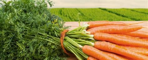 Способы уменьшения горечи моркови