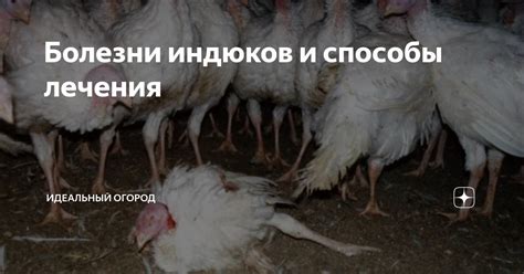 Способы урегулирования конфликтов у индюков