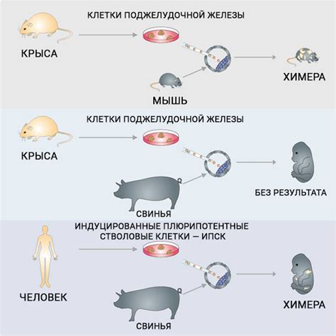 Сравнение силы человека и свиньи