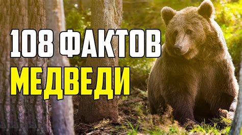 Стереотипы о медведях и их влияние на имидж страны