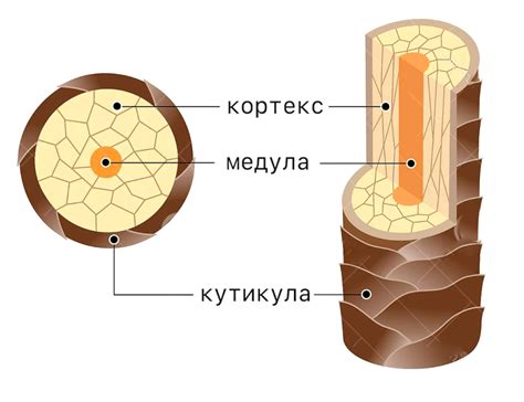 Структура волос и риск порезов