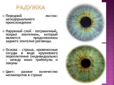 Тайна структуры цветной радужки глаза