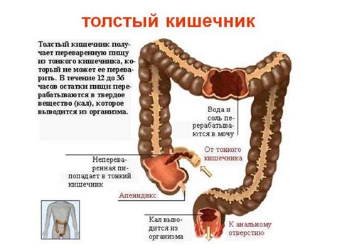 Тонкий толстый кишечник: движение пищи по кишечнику и возможные шумы