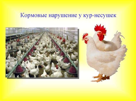 Травмы и нарушения координации движений у кур