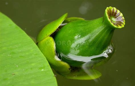 Угрозы для желтой кувшинки