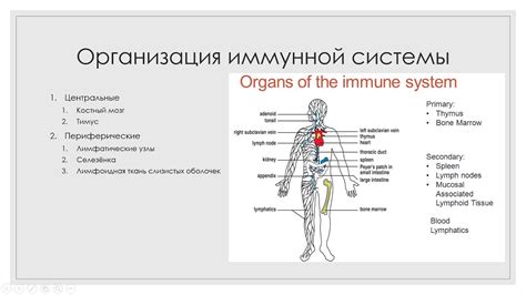 Укрепление иммунной системы и общего состояния организма