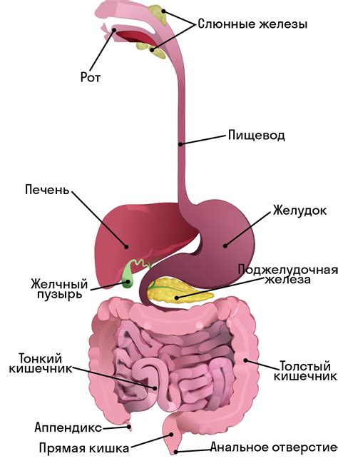 Улучшение работы пищеварительной системы с Карсилом