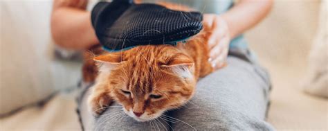 Уникальная акустическая чувствительность кошек