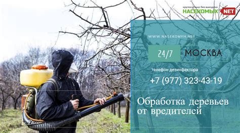 Уничтожение вредителей с помощью ромашки