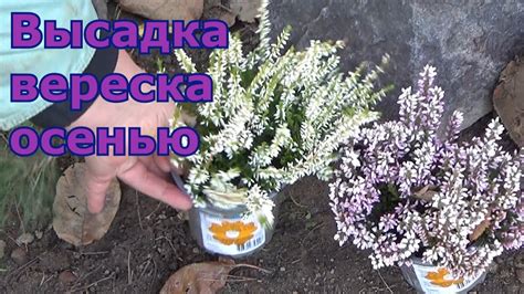 Условия выращивания в подмосковье
