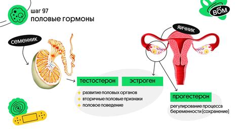 Утрожестан и баланс половых гормонов