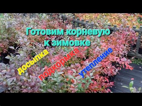Уход за жимолостью и голубикой