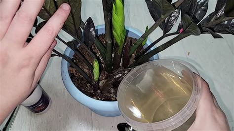 Уход за замиокулькасом в воде