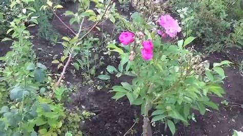 Уход за саженцем розы с одним побегом