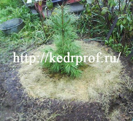 Уход за укрытым кедром