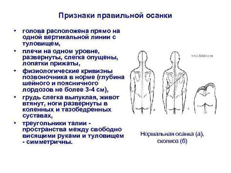 Уход и телосложение