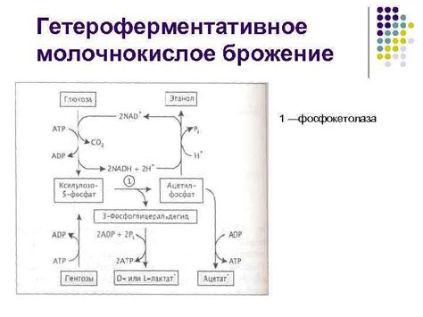 Ферменты, вызывающие брожение