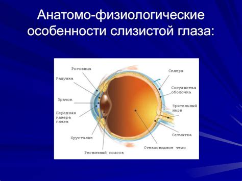 Физиологические особенности глазных структур