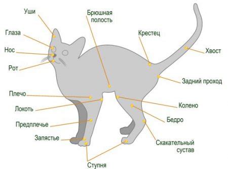Физиологические особенности организма кошек