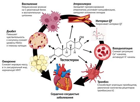 Физиологические эффекты бани
