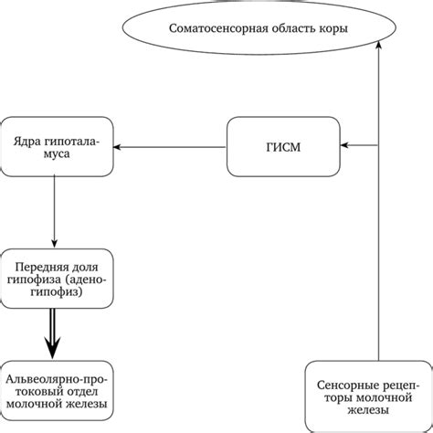 Физиология и эволюция секреции грудного молока