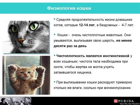 Физиология кошки