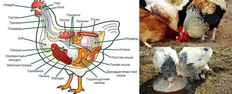 Физиология кур