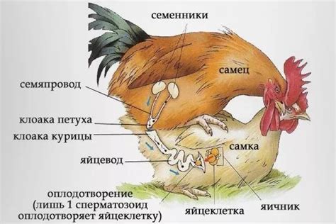 Формирование шпоры у курицы: причины и процесс
