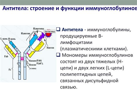 Функции иммуноглобулина
