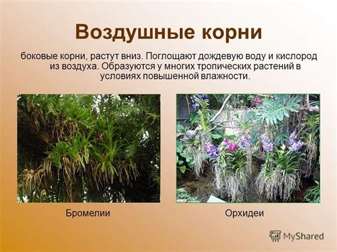 Функции и роль воздушных корней