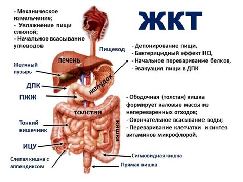 Хронические заболевания желудочно-кишечного тракта (ЖКТ)