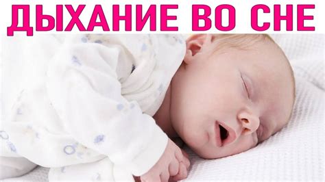 Чихуахуа дышит с открытым ртом: причины и возможные решения