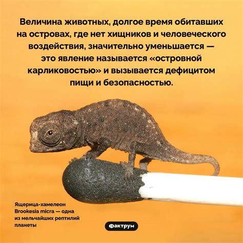 Что такое щука и чешуя