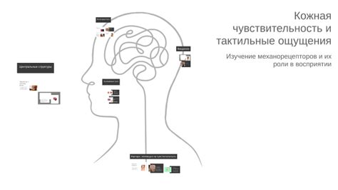 Чувствительность и тактильные ощущения