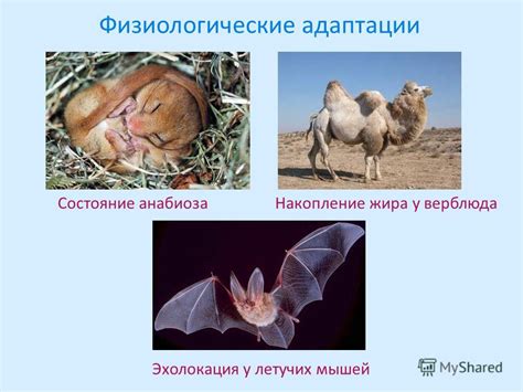 Эволюционные адаптации мышей