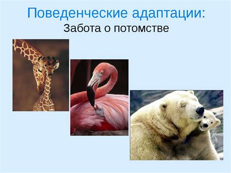 Эволюция и адаптация лепесткового клапана у муравьев