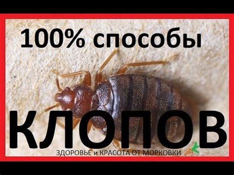 Эзотерика: причины и способы избавления от клопов в квартире