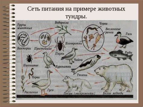 Экосистема мертвого тела: