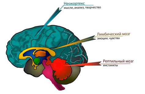 Экранные технологии и мозг