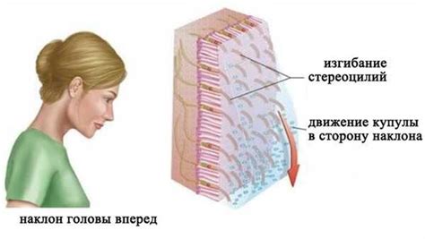 Эффект гравитации: влияние положения тела на работу желудочного тракта