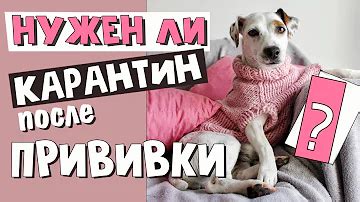  Почему собака лизнет щенка после рождения 