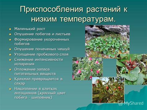  Приспособление к низким температурам 